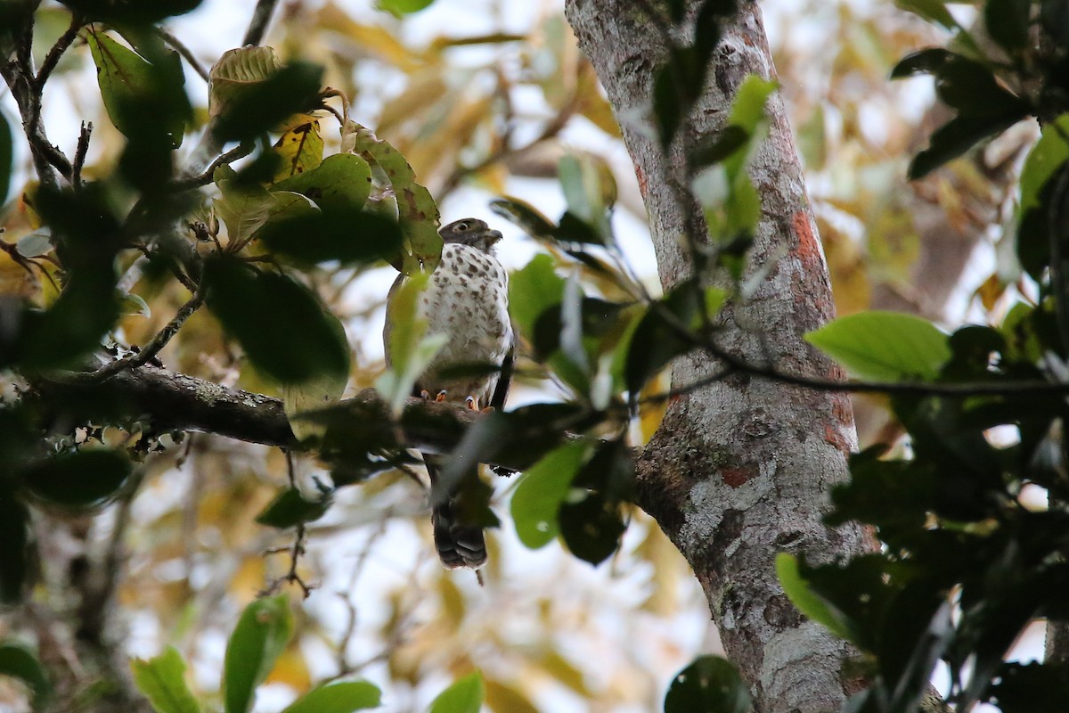 Double-toothed Kite - ML613321765