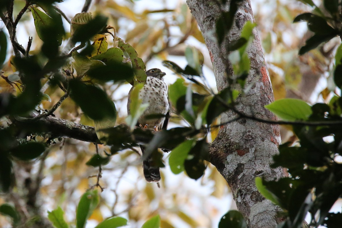 Double-toothed Kite - ML613321766