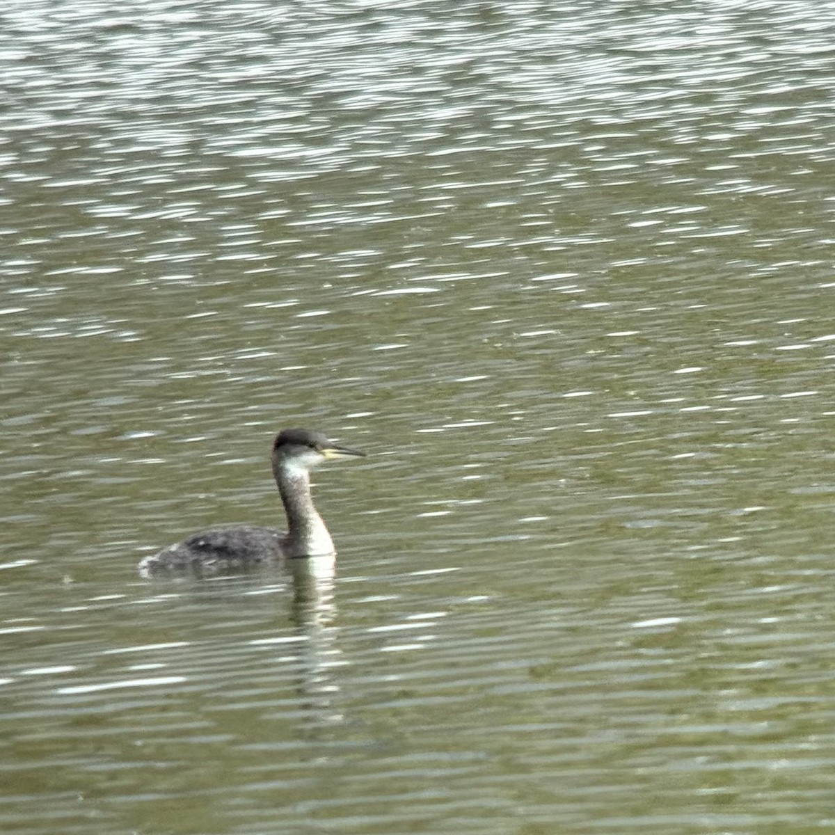 Red-necked Grebe - Alice Liu