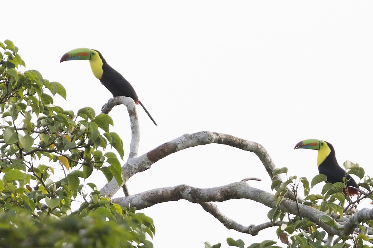 Keel-billed Toucan - ML613321802