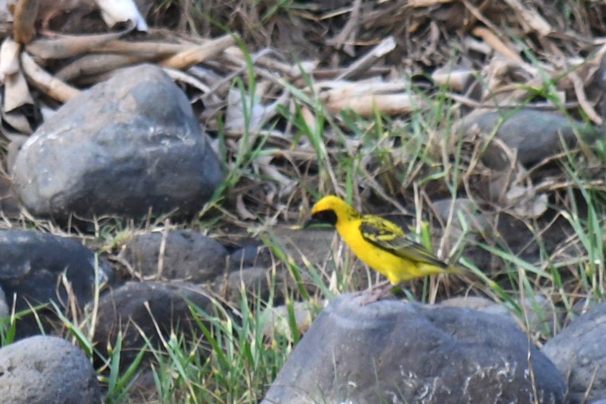 Village Weaver (Spot-backed) - ML613321835