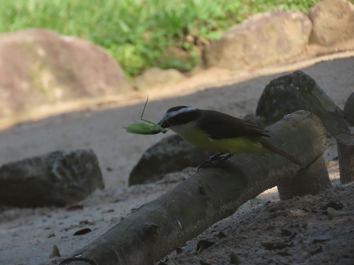 Great Kiskadee - ML613321851