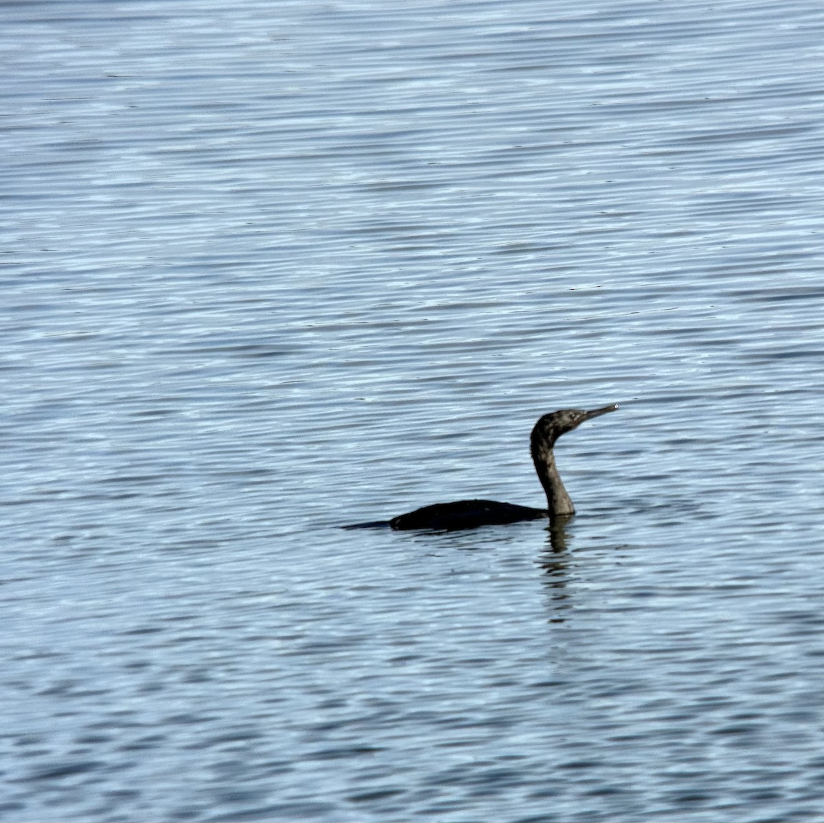 Cormoran pélagique - ML613321853