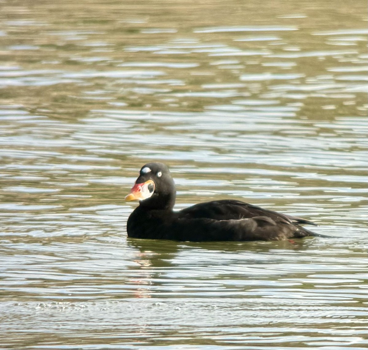 Surf Scoter - ML613321876