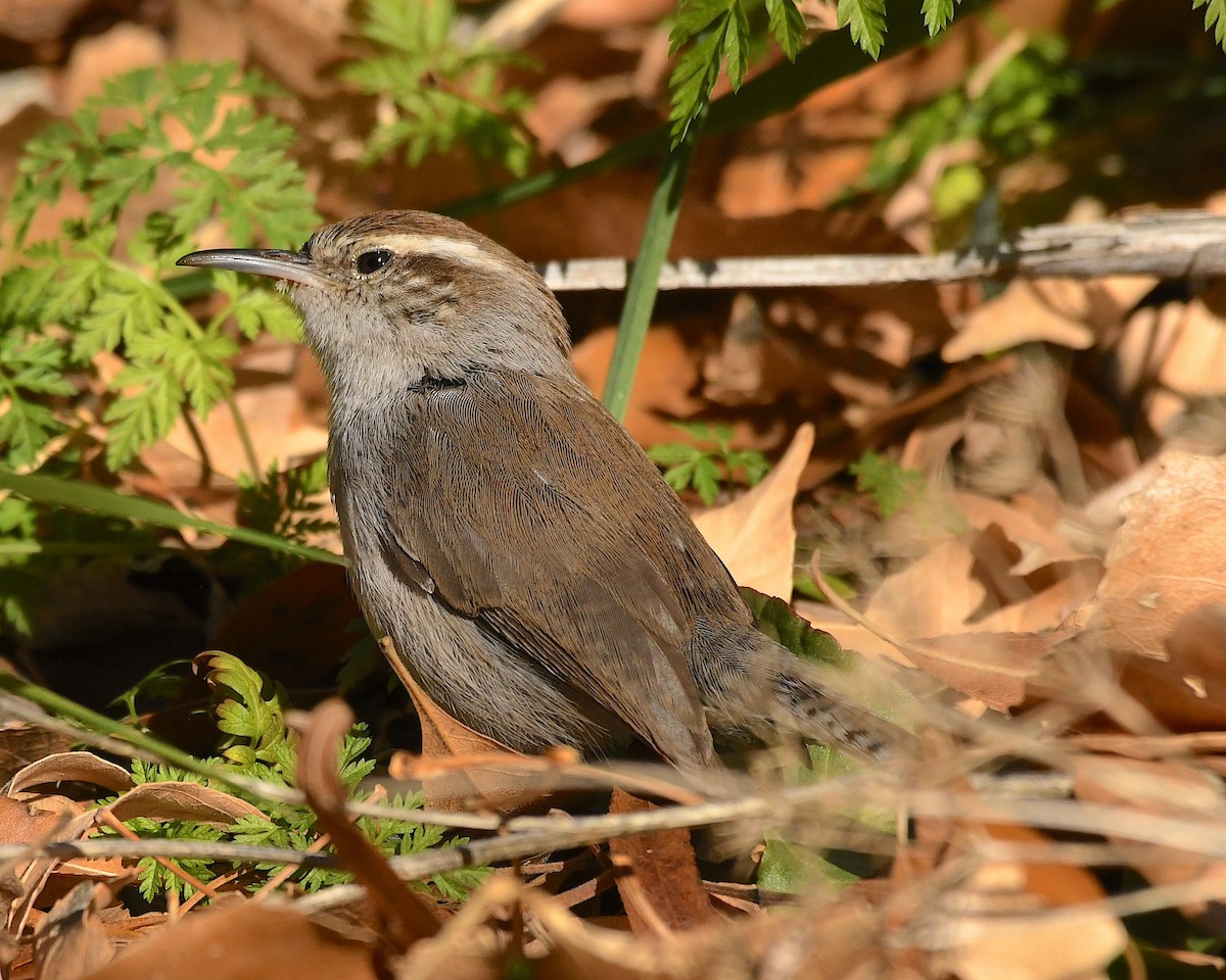 Bewick's Wren - ML613321892