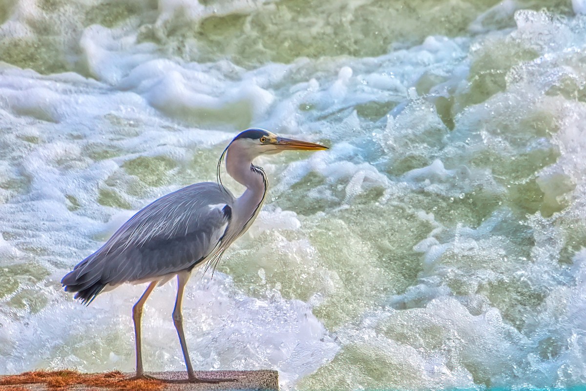 Gray Heron - ML613321925