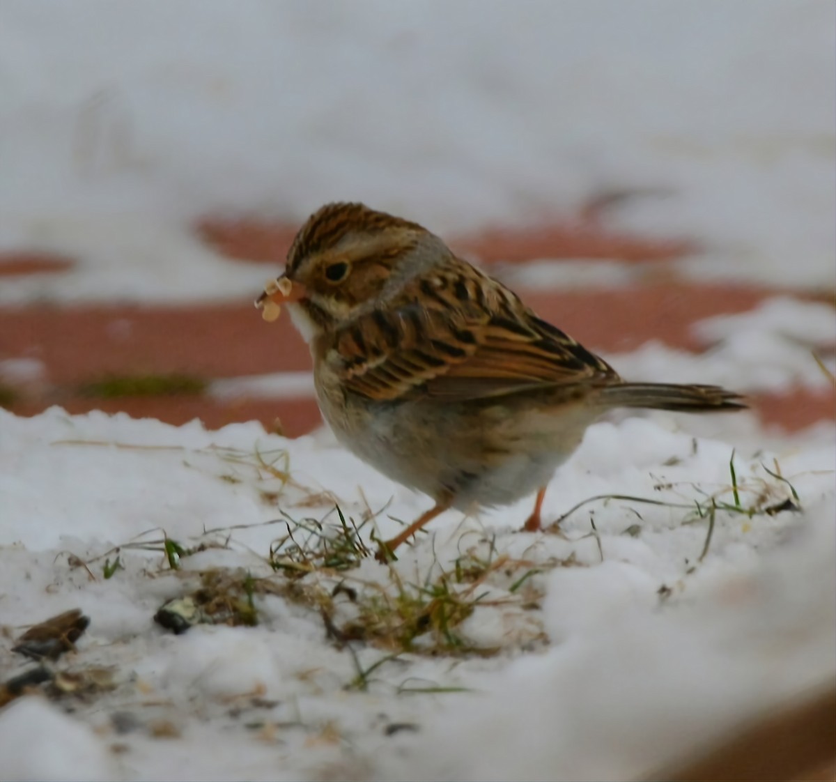 Clay-colored Sparrow - ML613321968