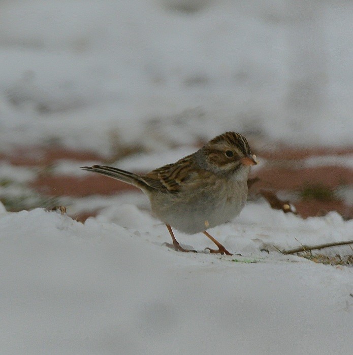Clay-colored Sparrow - ML613321970