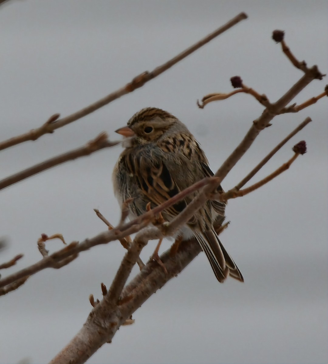 Clay-colored Sparrow - ML613321971