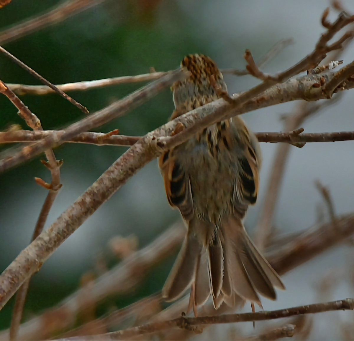 Clay-colored Sparrow - ML613321972