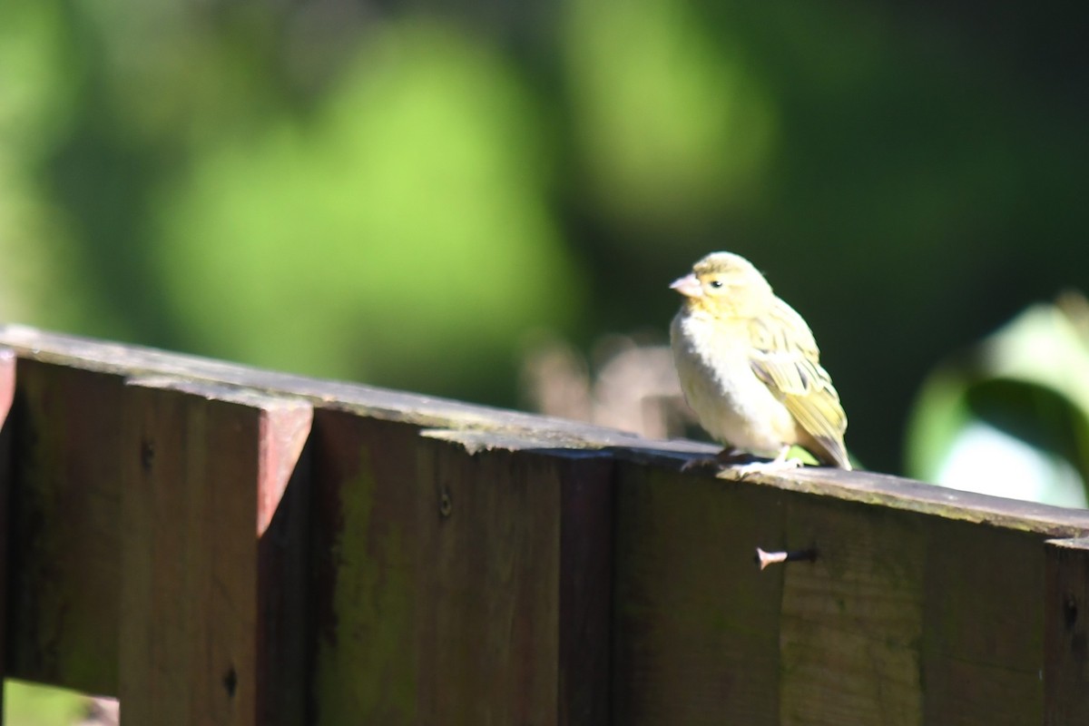 Village Weaver - ML613321984