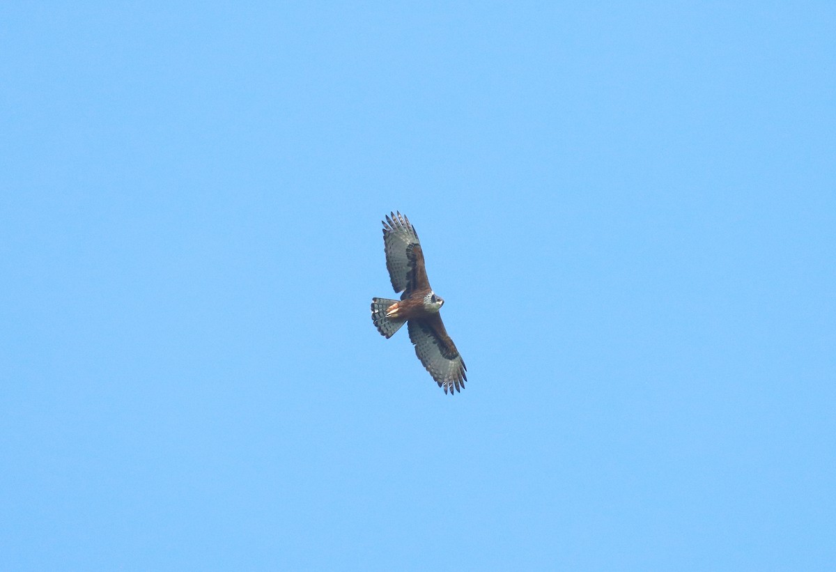 Rufous-bellied Eagle - ML613322003