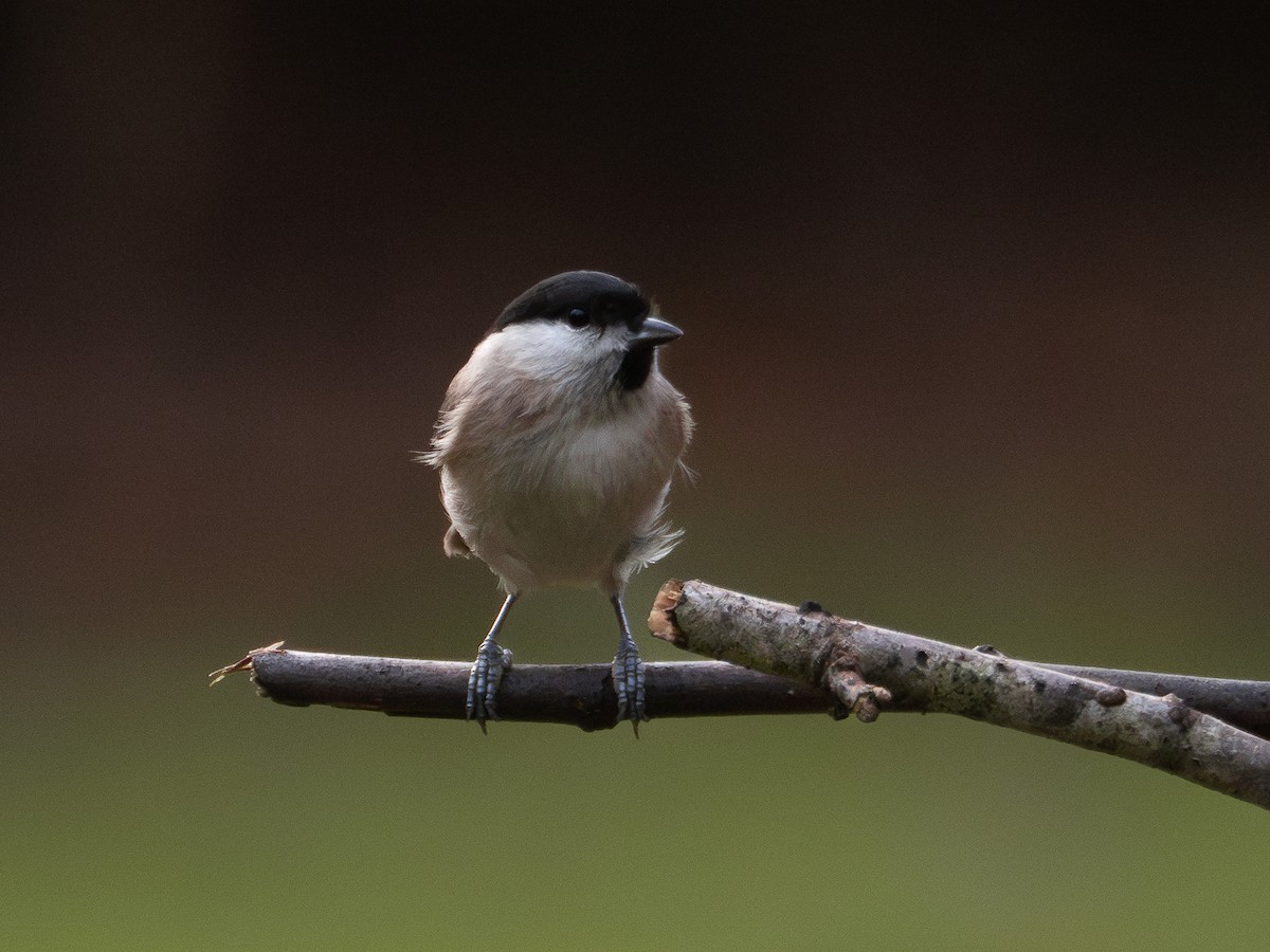 Marsh Tit - ML613322020