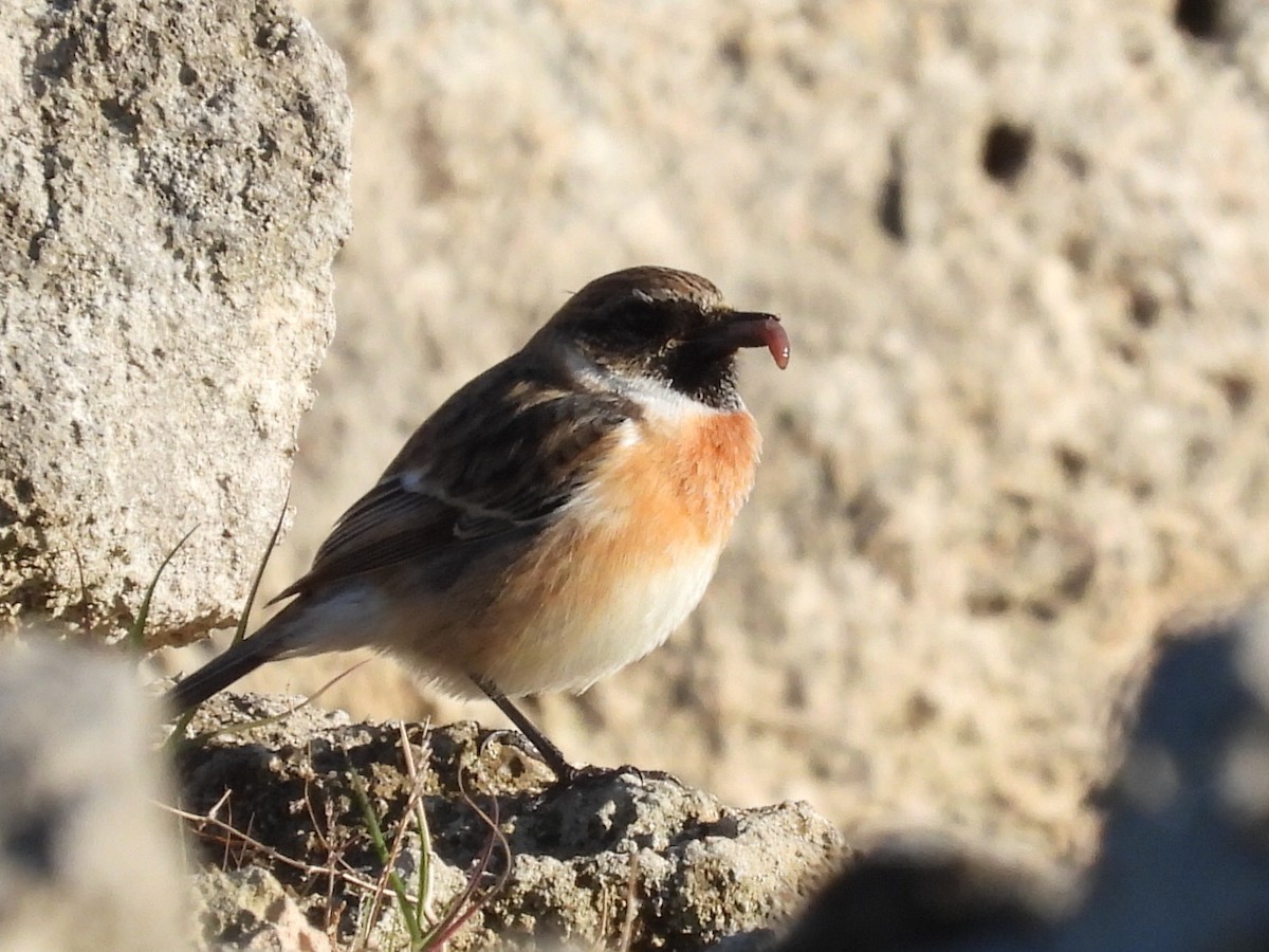 European Stonechat - ML613322114