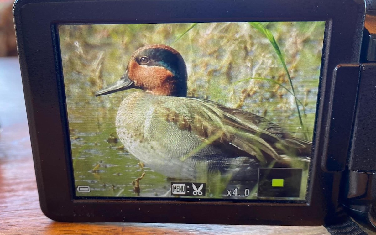 Green-winged Teal - ML613322137