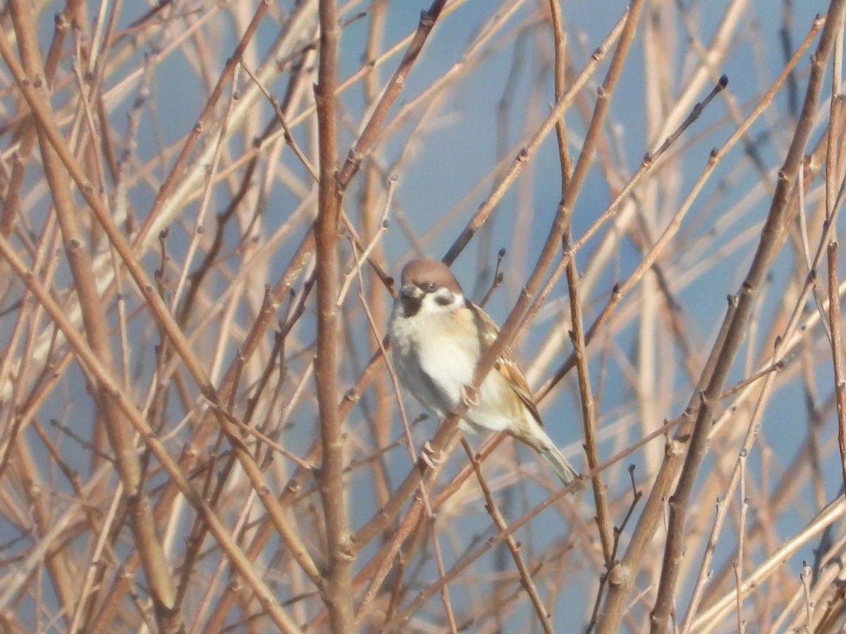 Eurasian Tree Sparrow - Scott Fox