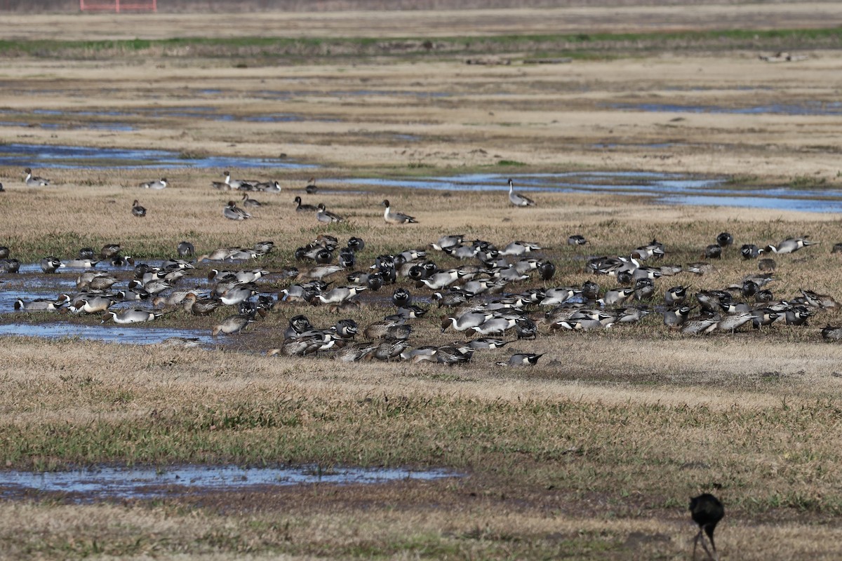 Northern Pintail - ML613322182