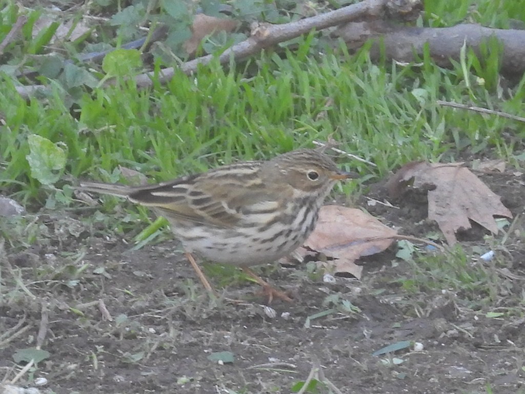 Meadow Pipit - Scott Fox