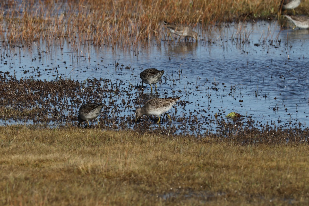 Long-billed Dowitcher - ML613322202