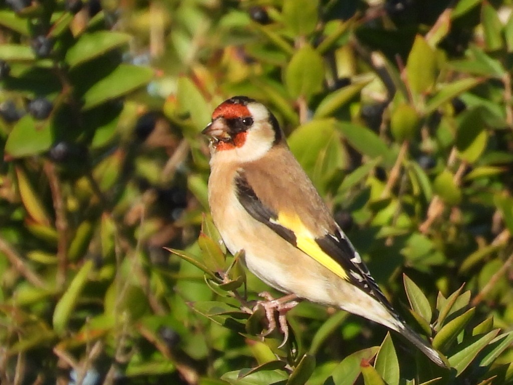 European Goldfinch - Scott Fox