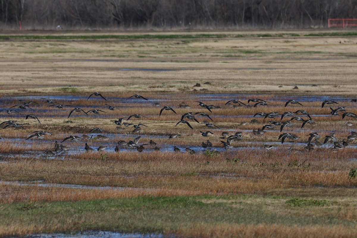 Long-billed Dowitcher - ML613322215