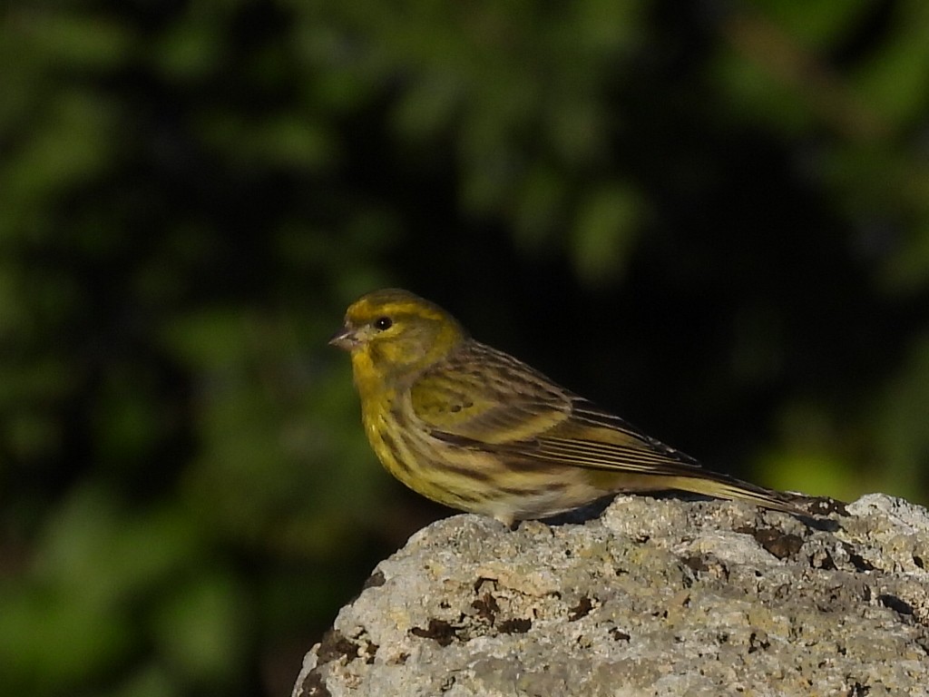 European Serin - Scott Fox