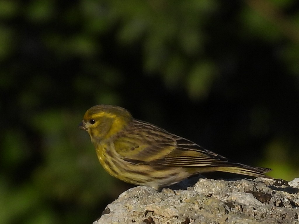 European Serin - Scott Fox