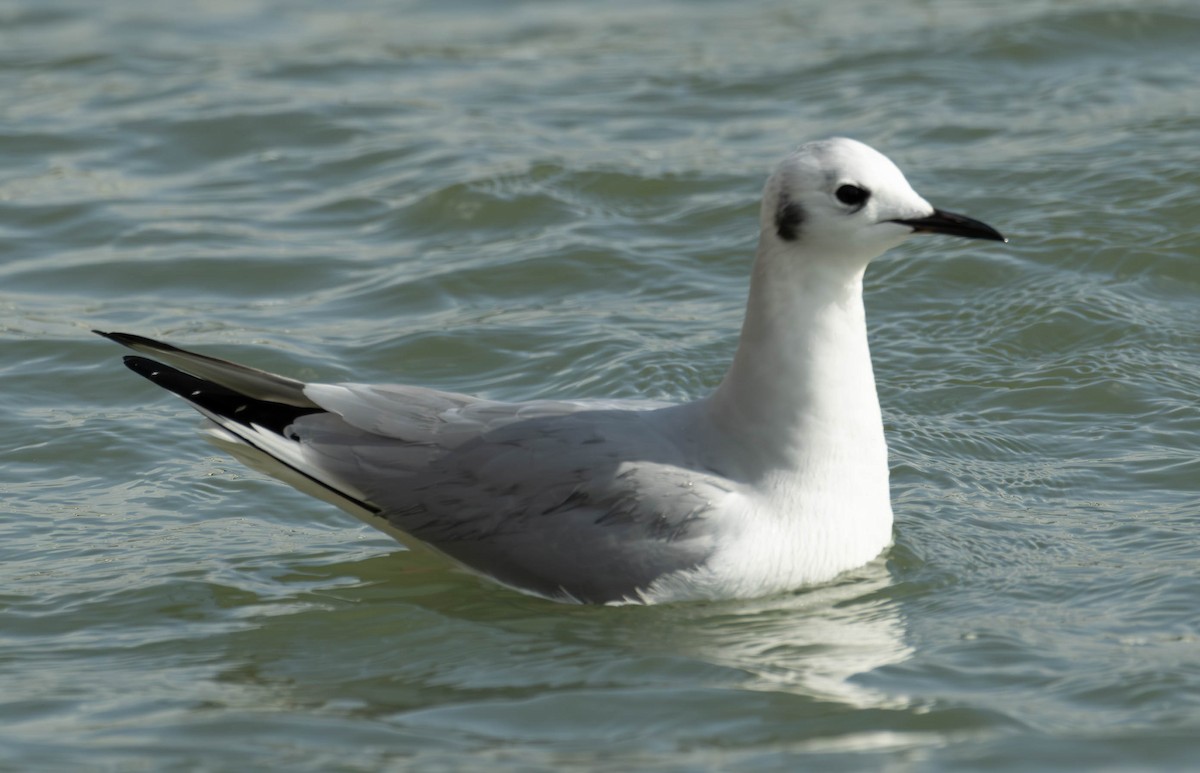 Bonaparte's Gull - ML613322223