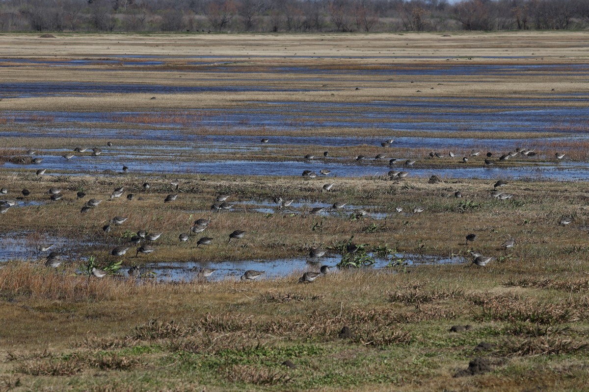 Long-billed Dowitcher - ML613322241