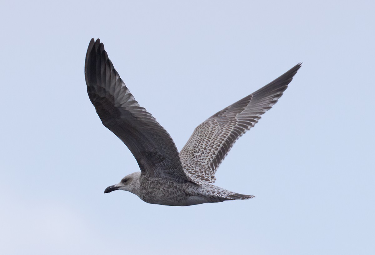 racek stříbřitý (ssp. argentatus/argenteus) - ML613322243