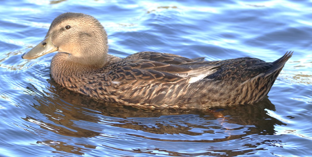 Mallard (Domestic type) - ML613322255