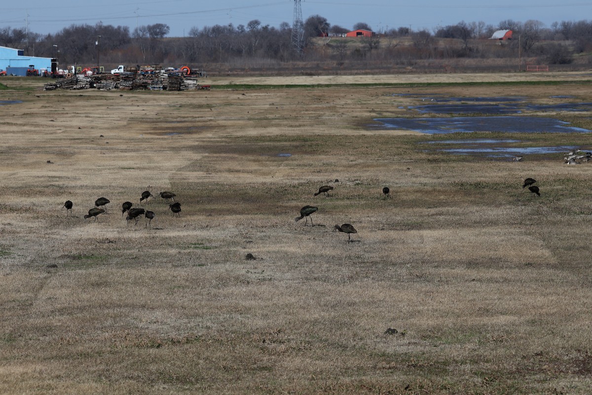 White-faced Ibis - ML613322256