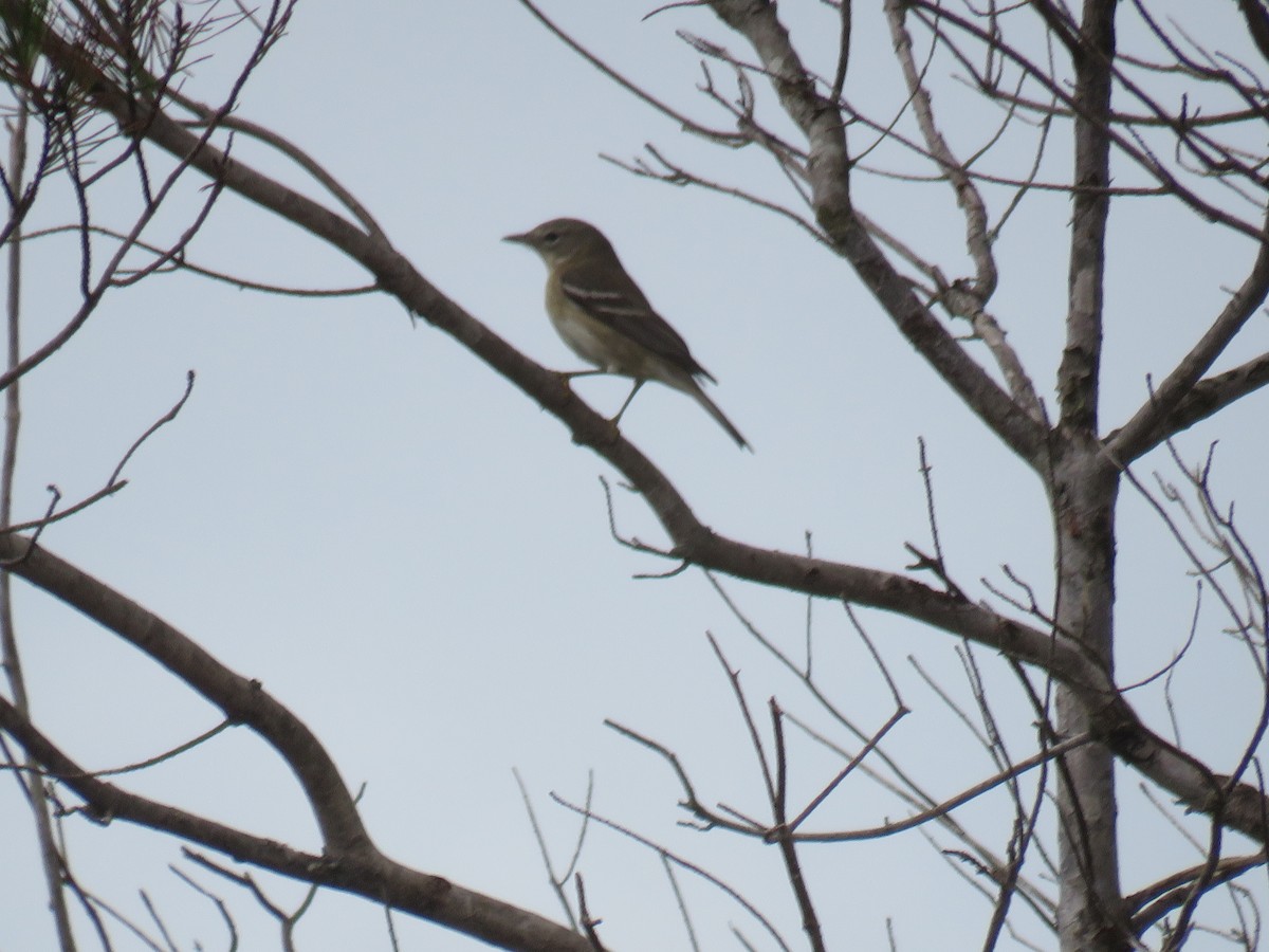 Pine Warbler - ML613322357