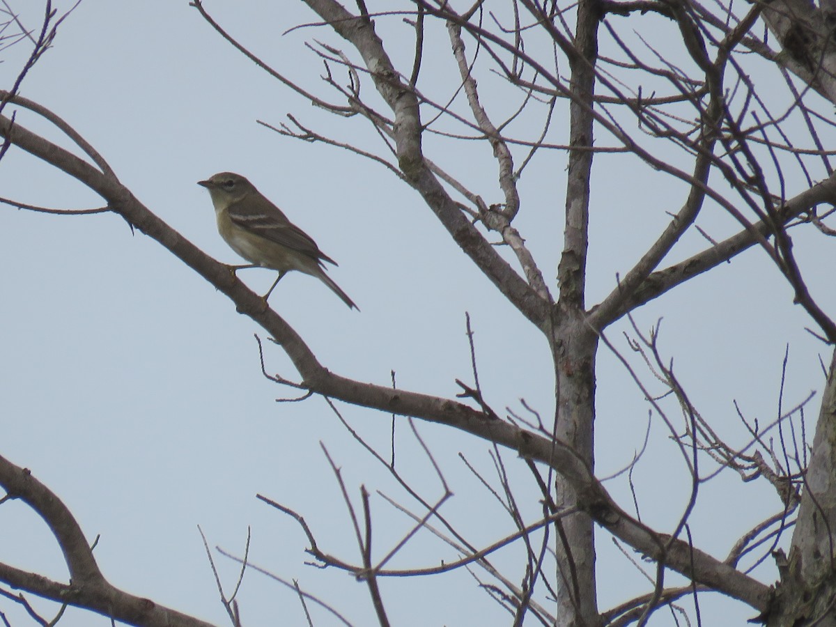 Pine Warbler - ML613322358