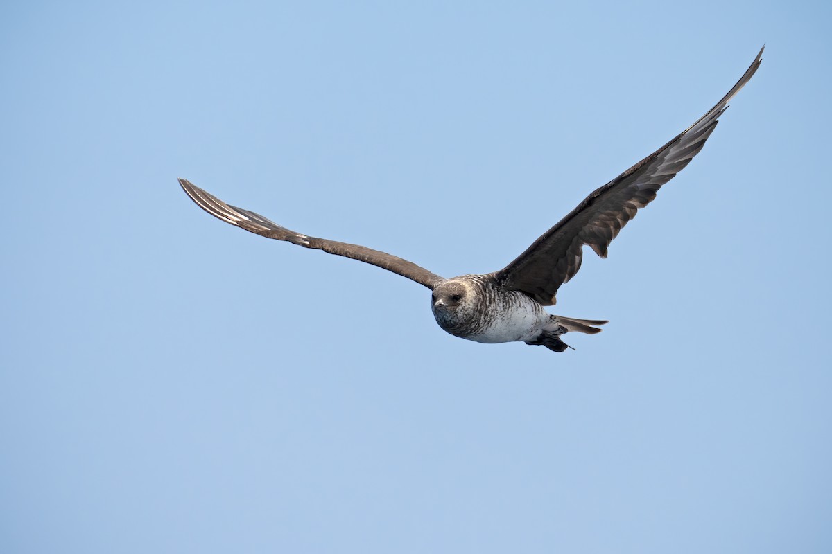 Pomarine Jaeger - Sergio Bitran