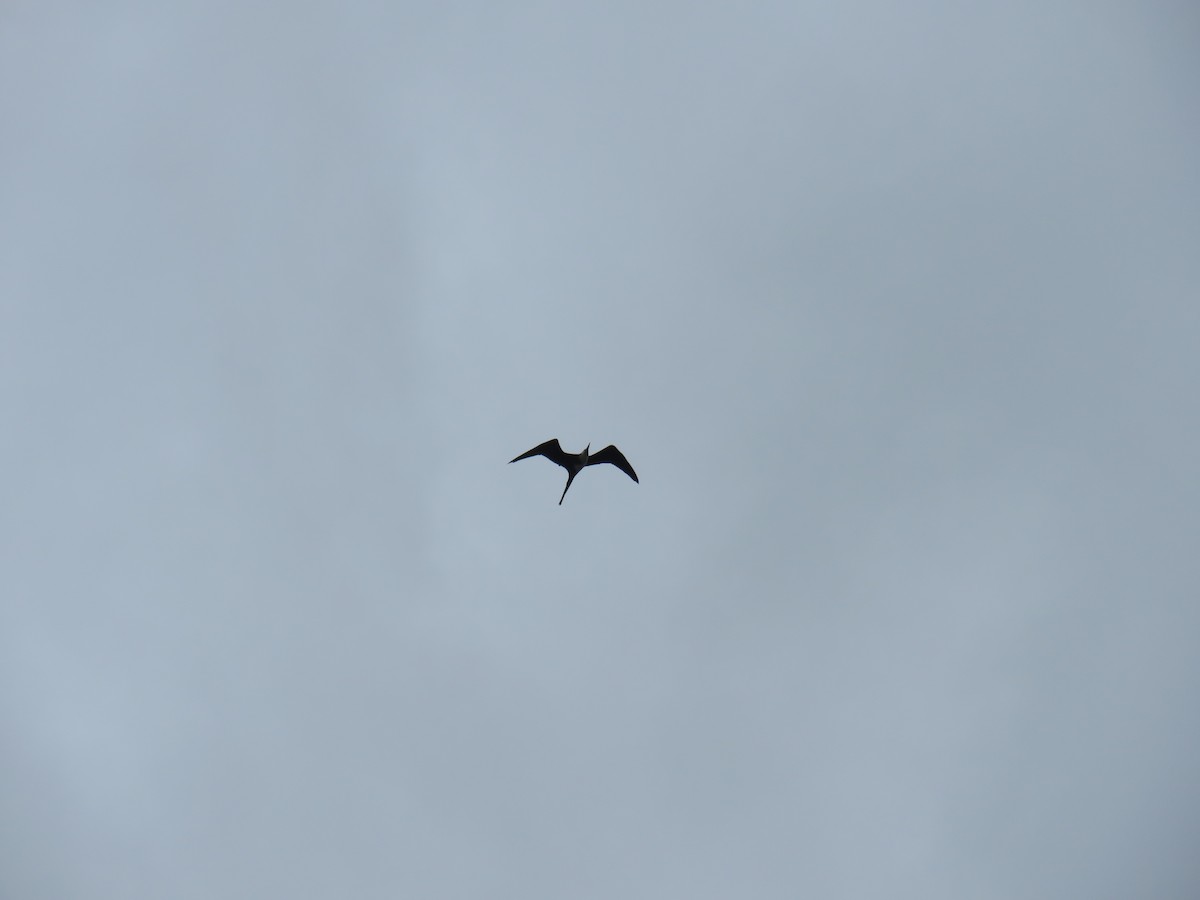 Magnificent Frigatebird - ML613322428