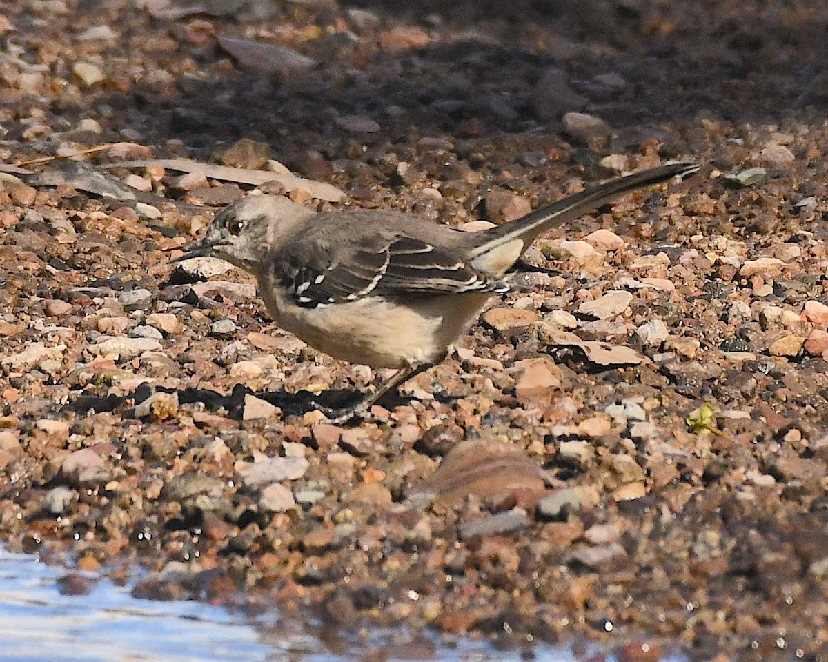 Northern Mockingbird - ML613322439