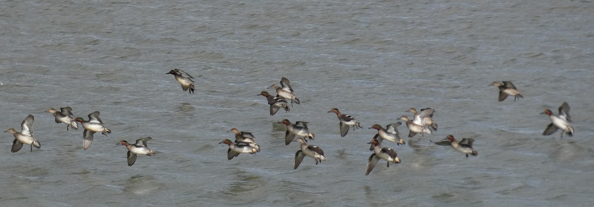 Green-winged Teal - ML613322474