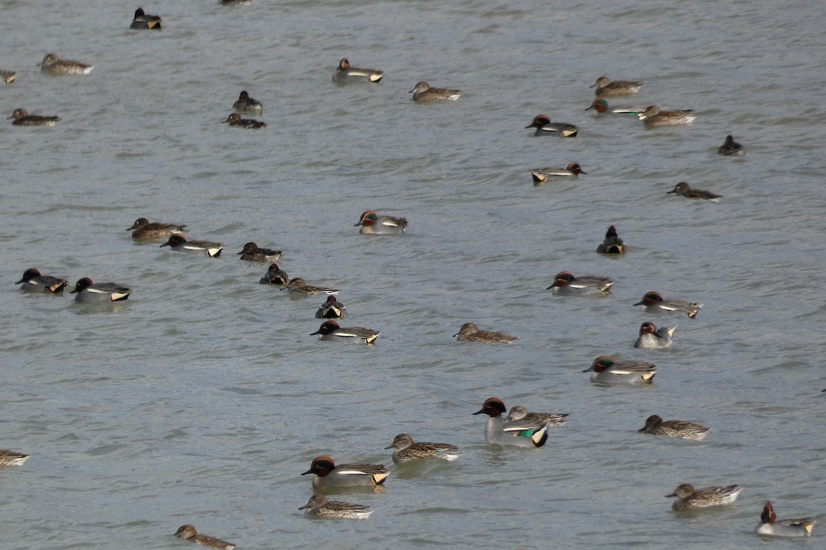 Green-winged Teal - Xabier Remirez