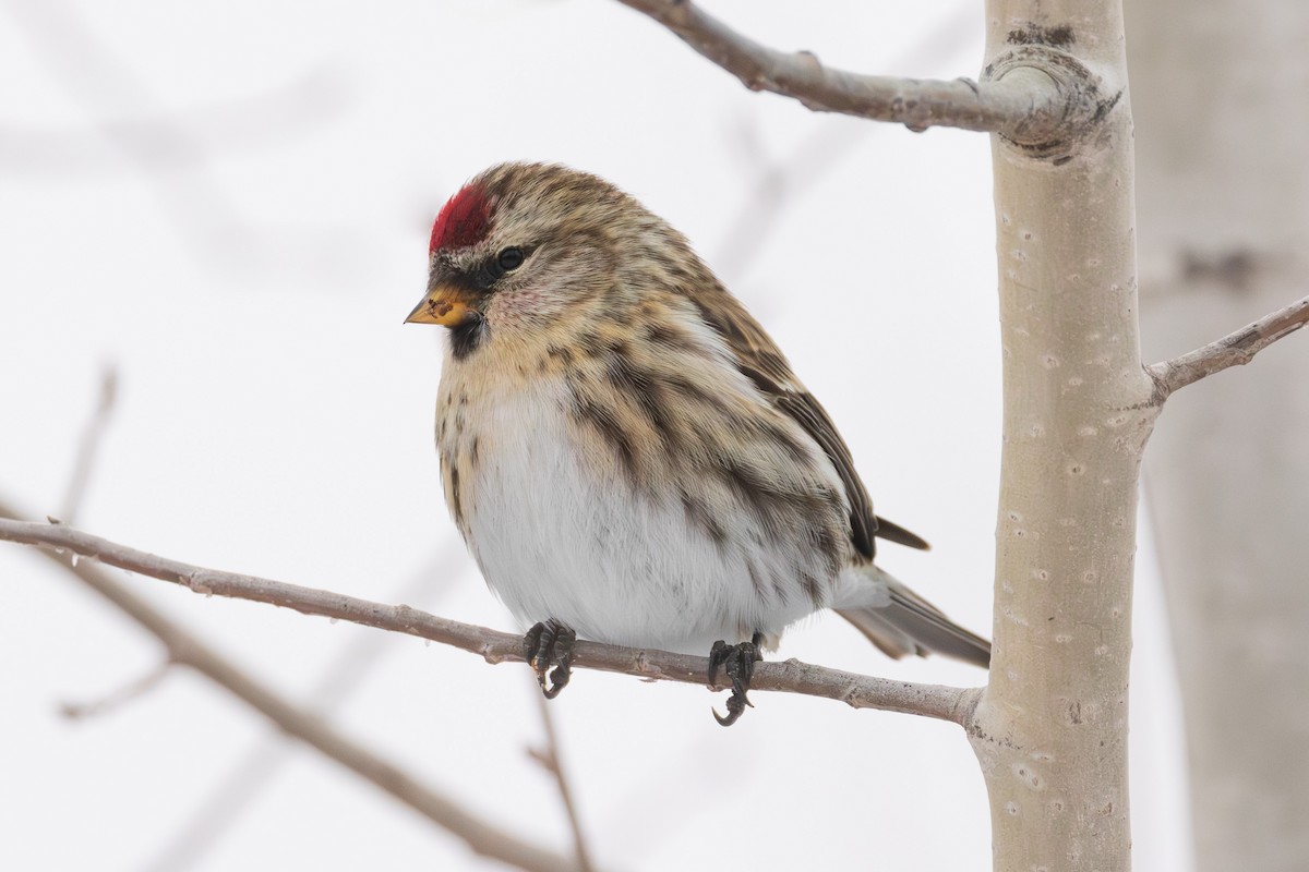 Common Redpoll - ML613322478