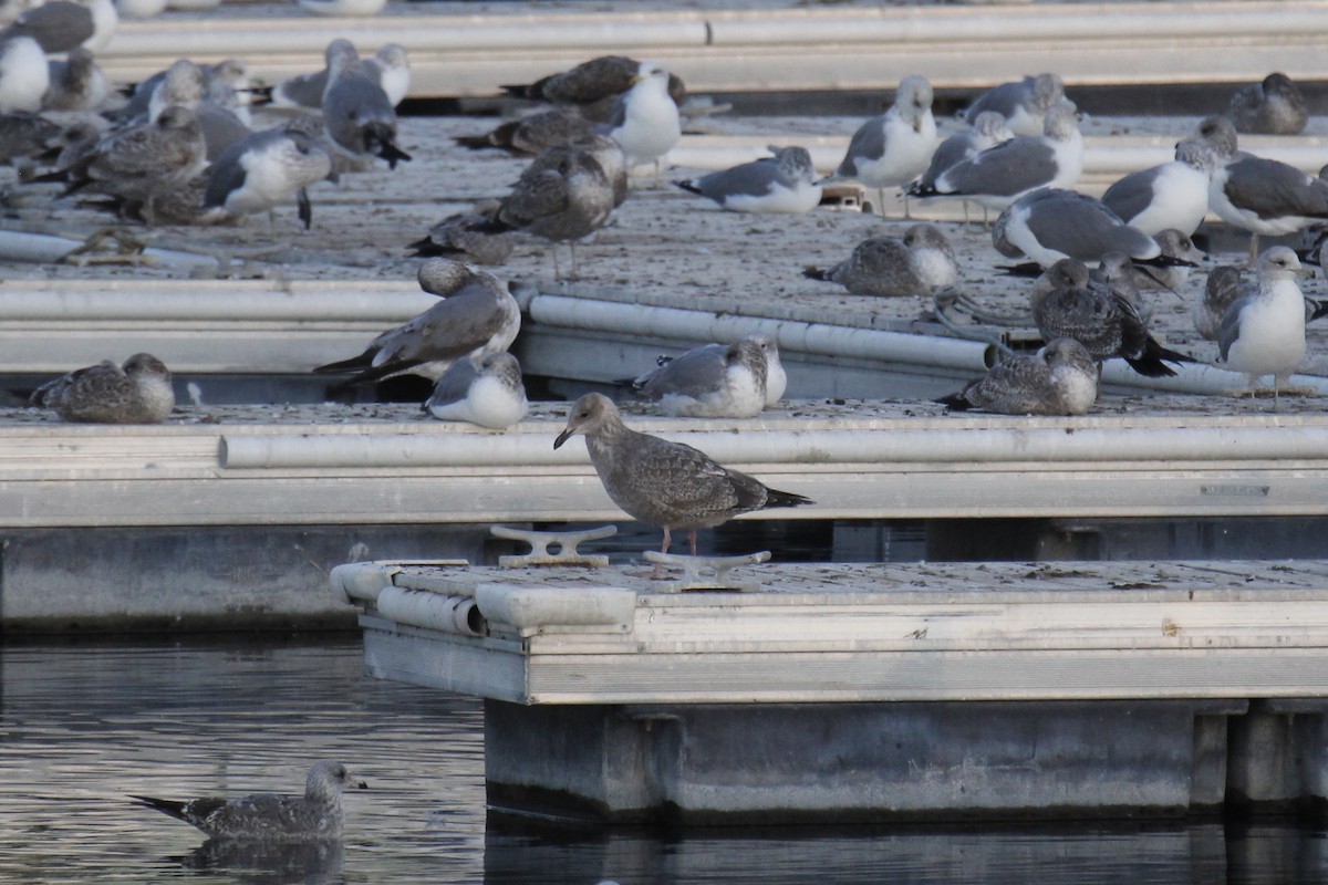 Herring Gull - ML613322497