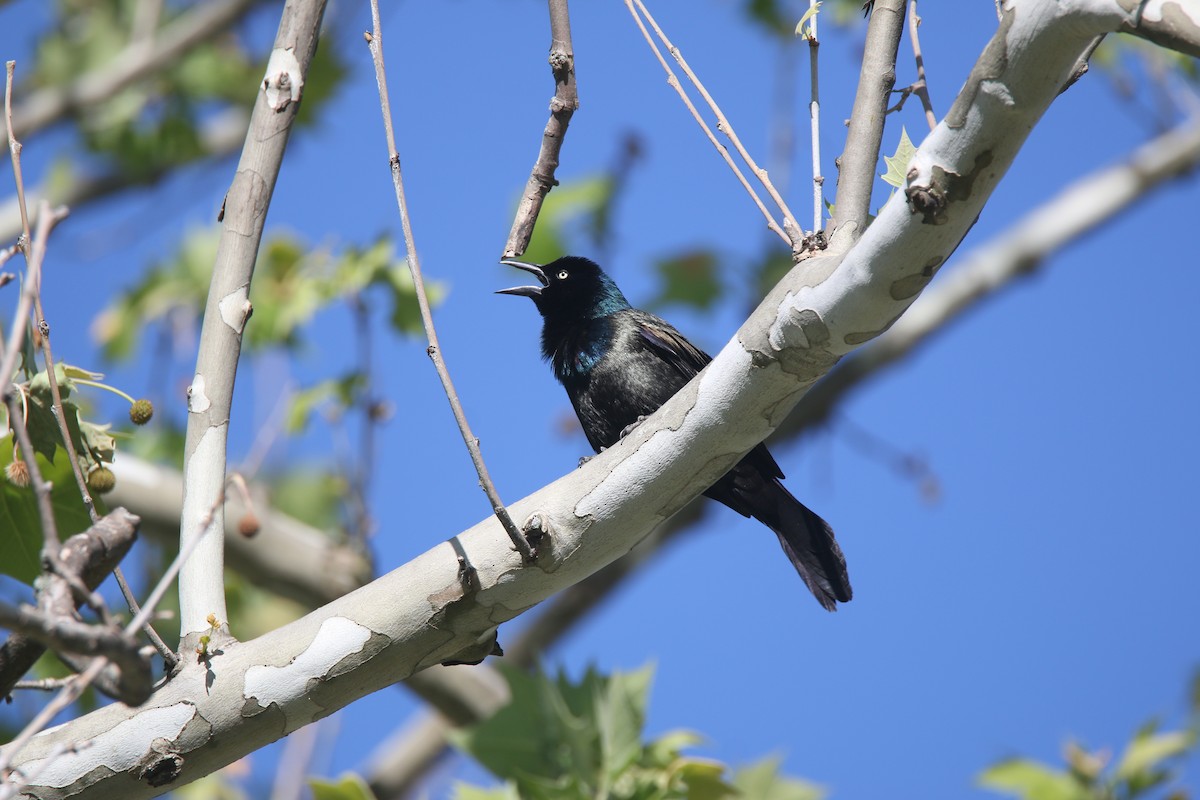 Common Grackle - ML613322605