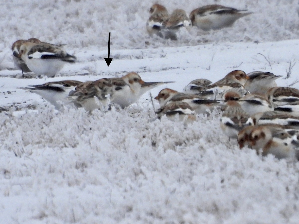 Lapland Longspur - Michelle Bélanger