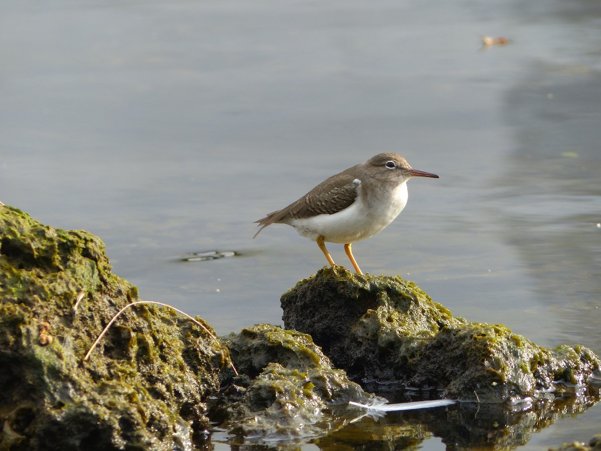 Spotted Sandpiper - ML613322693