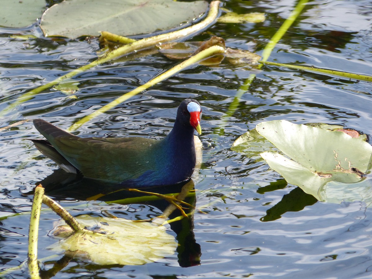 Purple Gallinule - ML613322725