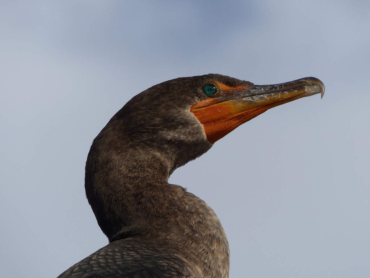 Double-crested Cormorant - ML613322728