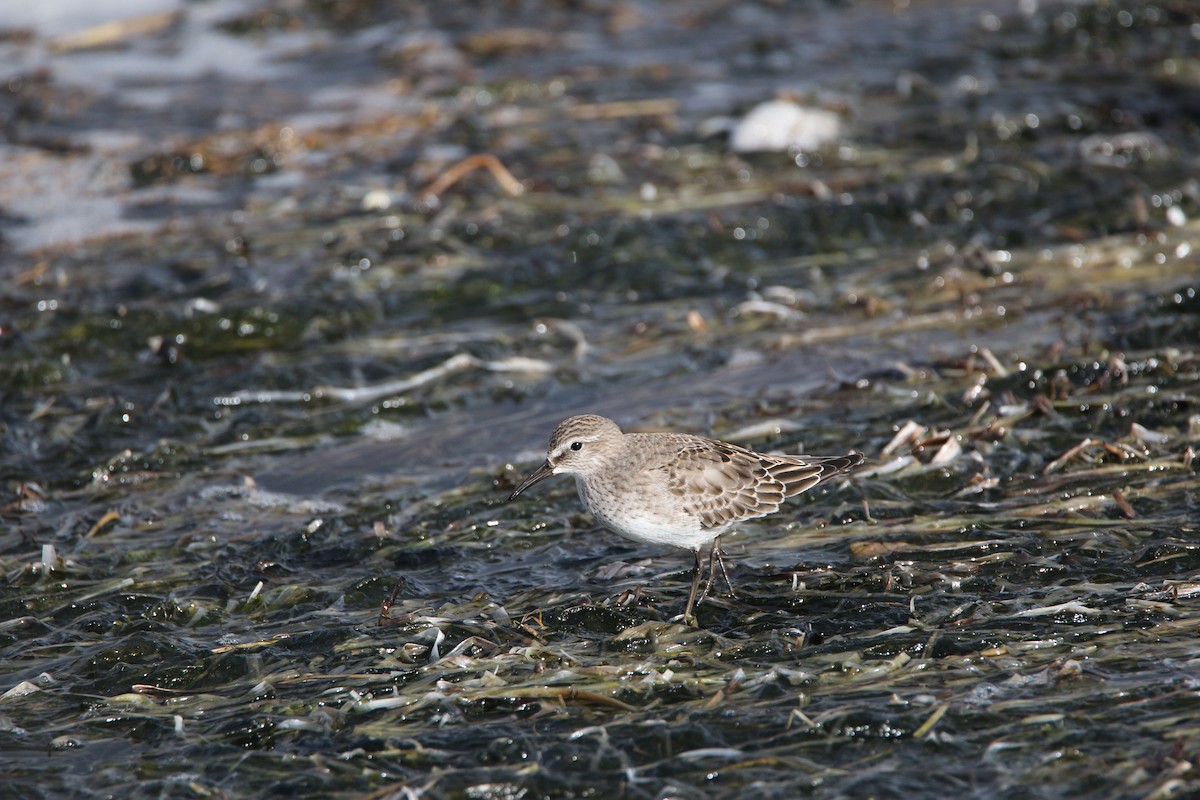 Weißbürzel-Strandläufer - ML613322867