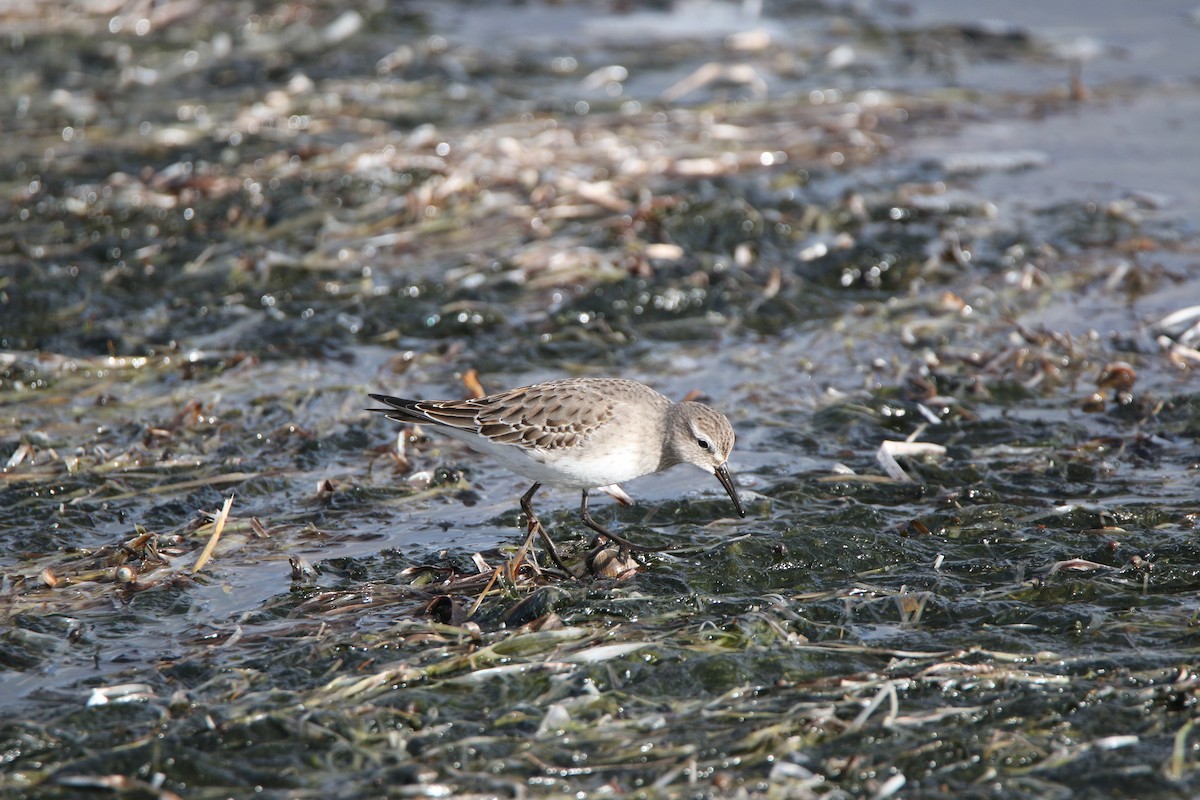 White-rumped Sandpiper - Nathan Alblas