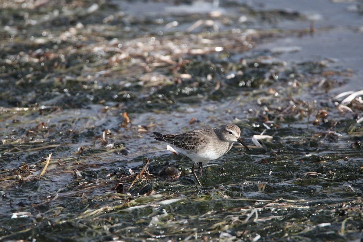 White-rumped Sandpiper - ML613322869