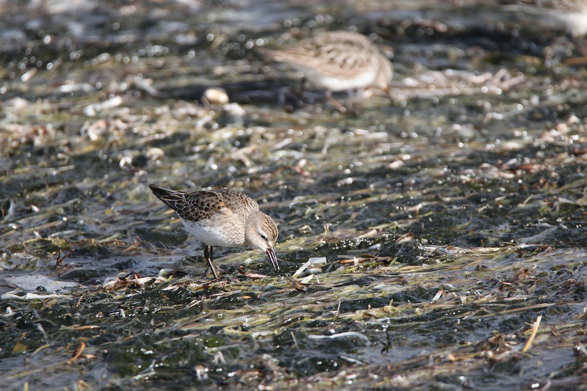 Weißbürzel-Strandläufer - ML613322871